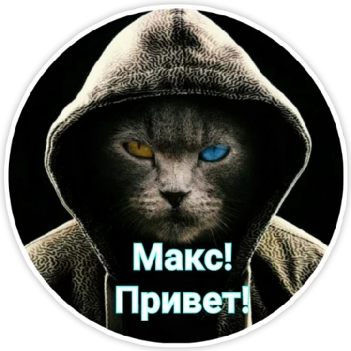 small to medium-sized cats felidae whiskers