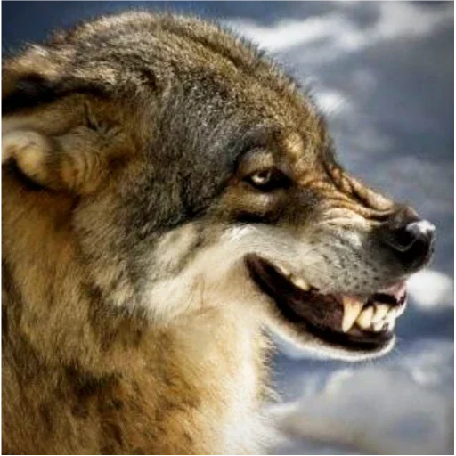 млекопитающее животное волк