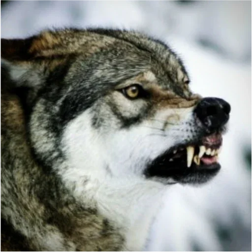 млекопитающее животное волк