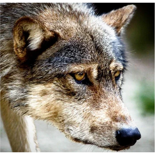 животное млекопитающее волк