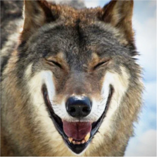 млекопитающее животное волк