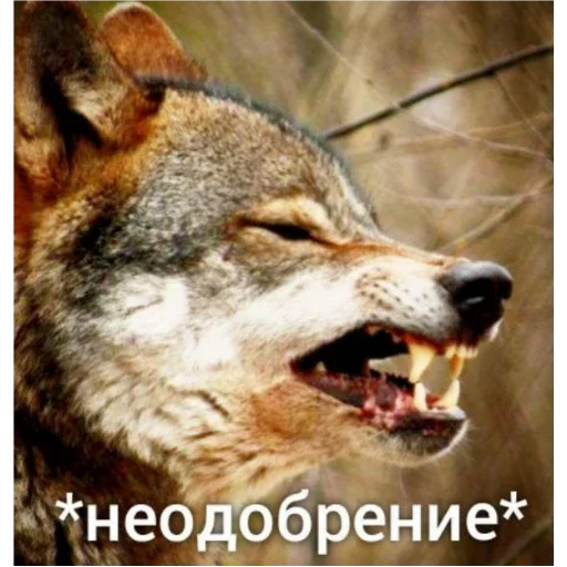 животное млекопитающее собаки