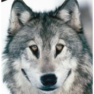 ⁡⁠⁠⁡⁡ ⁡⁠⁠‍‌ ⁡⁠⁠‌⁡ ⁡ ⁠⁠‍ ⁡⁠⁠‍⁠ - млекопитающее