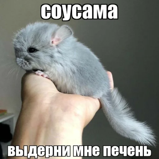 Sticker pasha.exe - 6