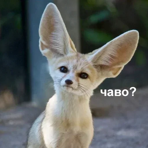 Sticker isxwAuf_by_stickers_stealer_bot - 1