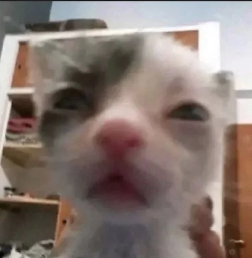 млекопитающее животное кошки малого и среднего размера