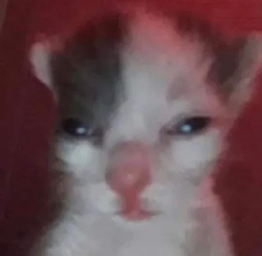 млекопитающее животное кошка