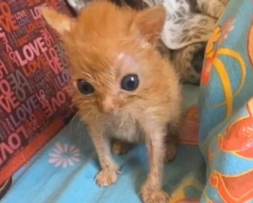 млекопитающее кошка животное