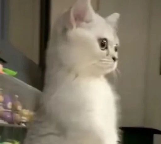 животное млекопитающее кошка