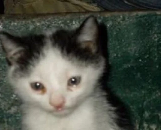 млекопитающее животное домашняя кошка