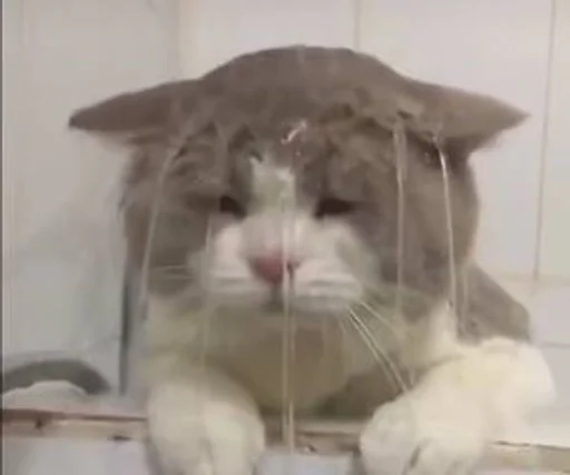 млекопитающее животное комнатный