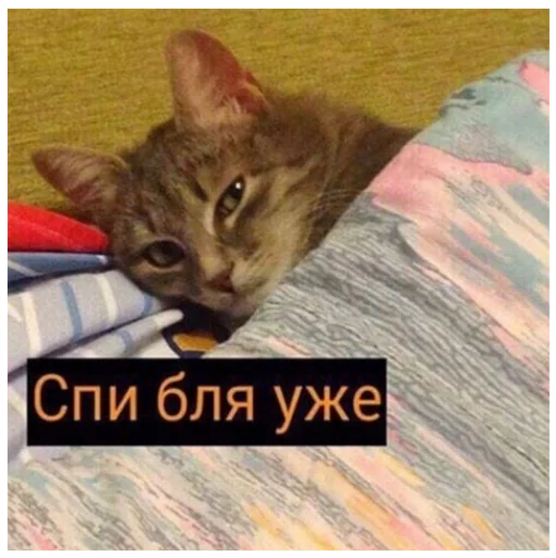 cat animal small to medium-sized cats