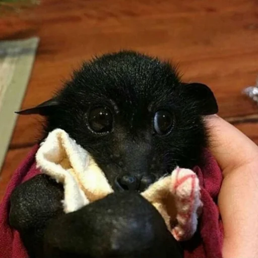 Стикер itsnotbat - 1