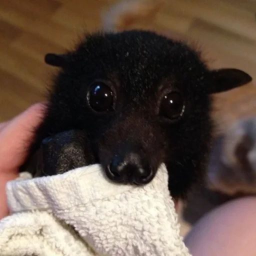 Стикер itsnotbat - 1