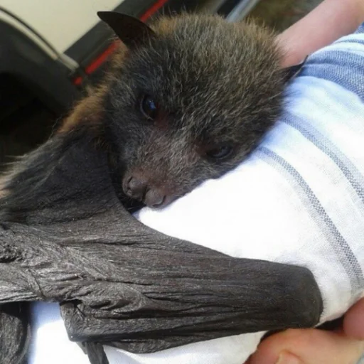 Стикер itsnotbat - 1