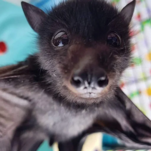 Sticker itsnotbat - 1