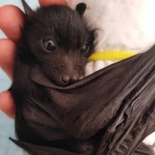 Стикер itsnotbat - 1