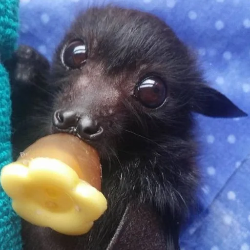 гетсис ест мышей на завтрак @ifritmoon - 