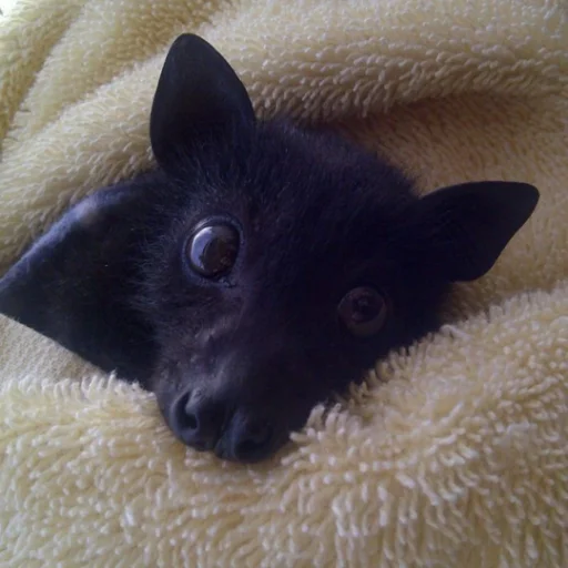 Sticker itsnotbat - 1