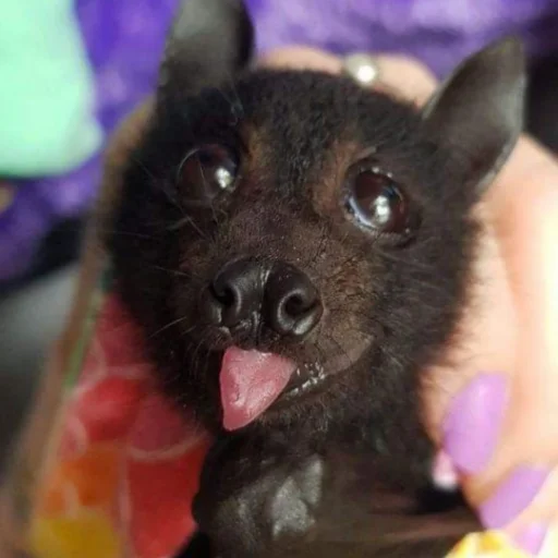 Стикер itsnotbat - 1