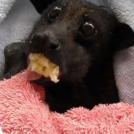 Sticker itsnotbat - 1