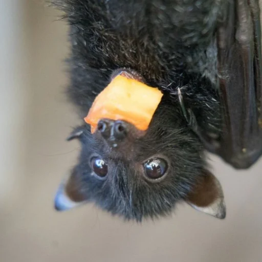 Стикер itsnotbat - 1