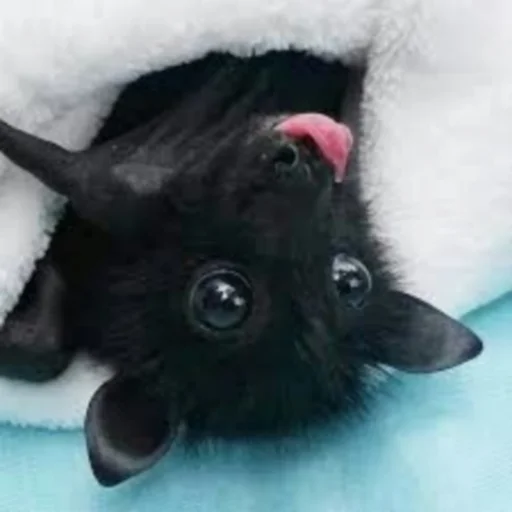 Sticker itsnotbat - 1