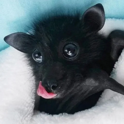 Sticker itsnotbat - 1