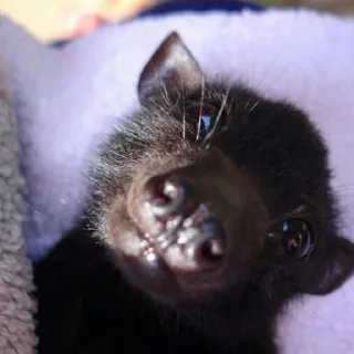 Стикер гетсис ест мышей на завтрак @ifritmoon - 6