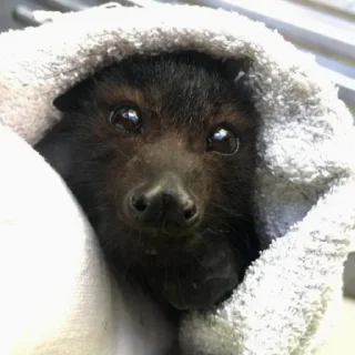 Стикер гетсис ест мышей на завтрак @ifritmoon - 1