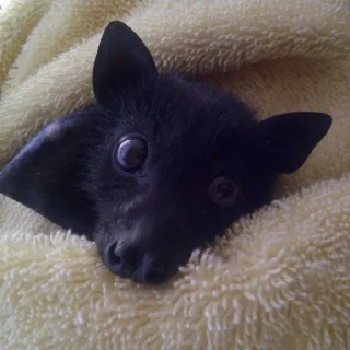 Стикер гетсис ест мышей на завтрак @ifritmoon - 11