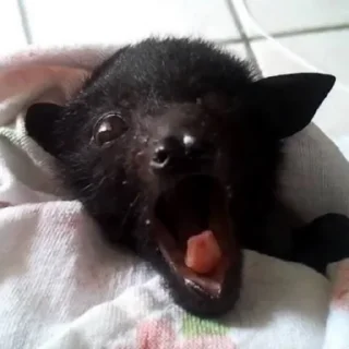 Стикер гетсис ест мышей на завтрак @ifritmoon - 2