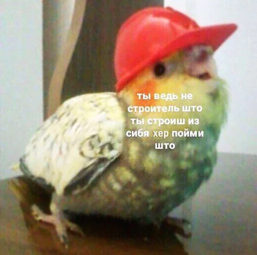 птица животное клюв