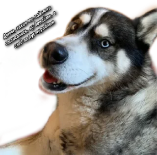 Sticker ваньок 🫡 - 10