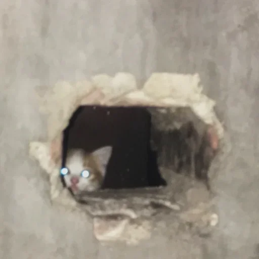 животное котёнок кошка