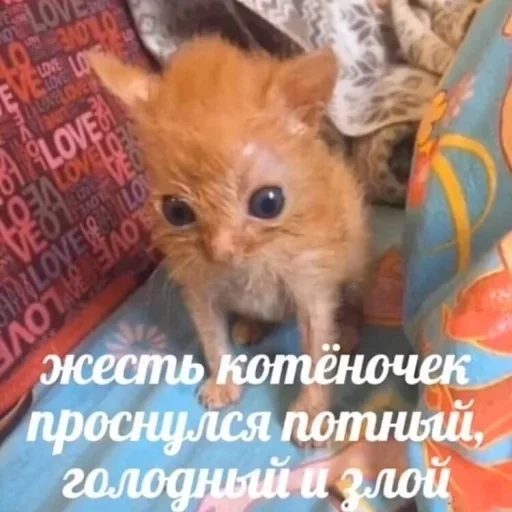 млекопитающее животное СМС