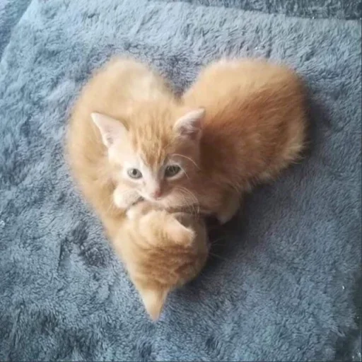 животное млекопитающее кошка