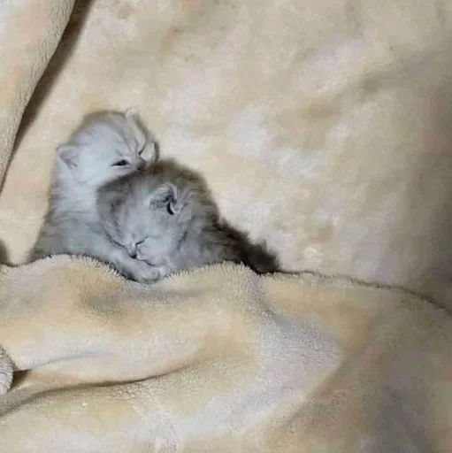 mammal animal felidae