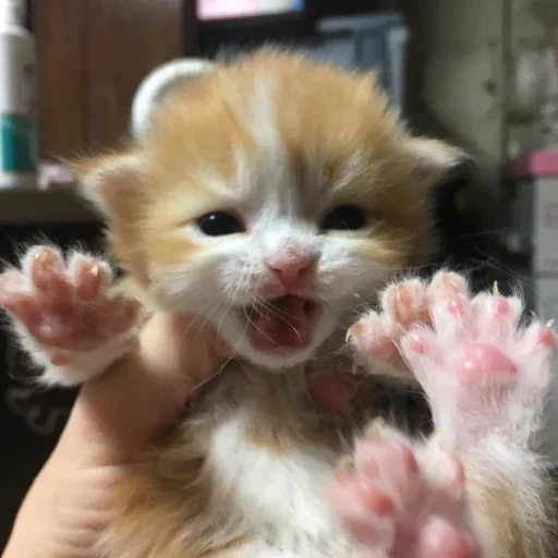 млекопитающее животное мех