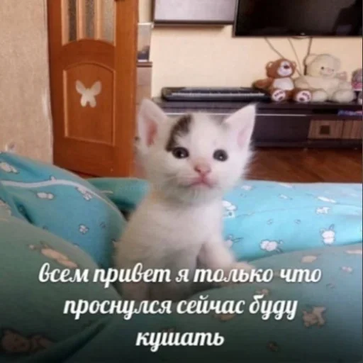 кошки малого и среднего размера кошка животное