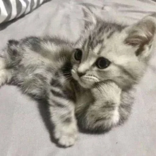 млекопитающее животное кошка