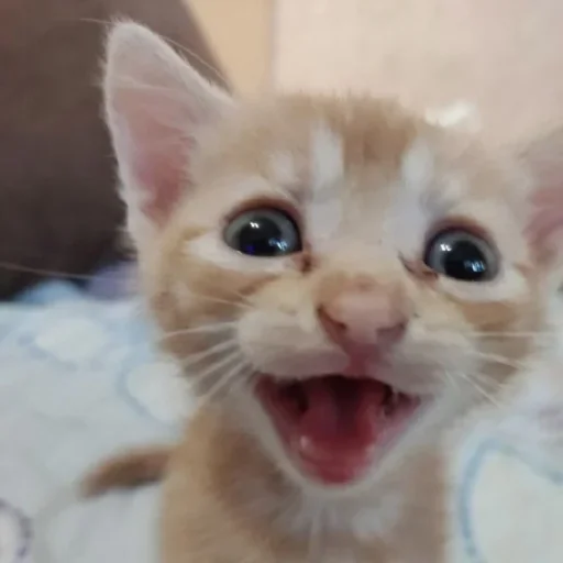 млекопитающее животное кошка