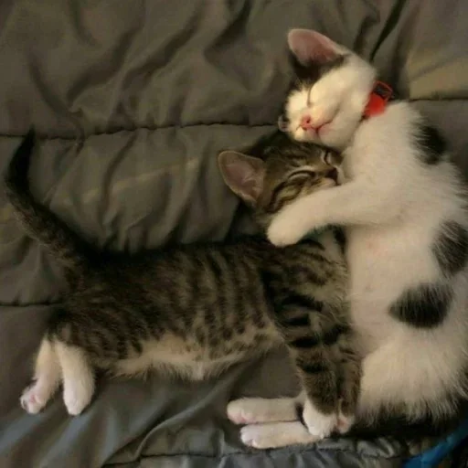 кошка животное млекопитающее