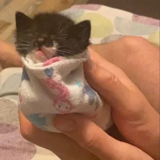 кошка котёнок кошки малого и среднего размера