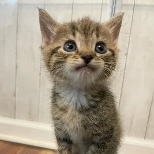 Sticker ♡ 3 @ivoxygenivoxygenivoxygen - 8