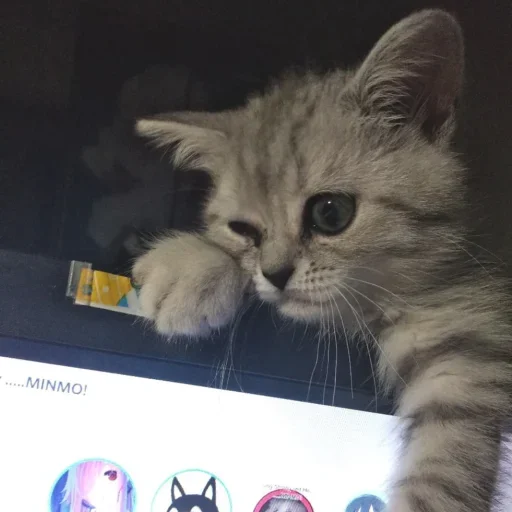 animal small to medium-sized cats cat