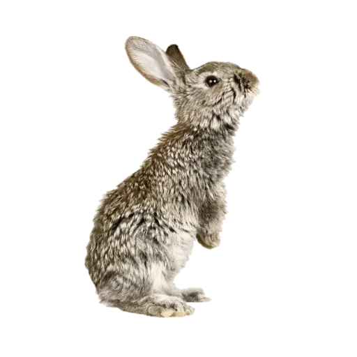 Sticker @iwotrops /`🥕; «🐜».,🧹::🥧”/ :: @fStikBot - 4