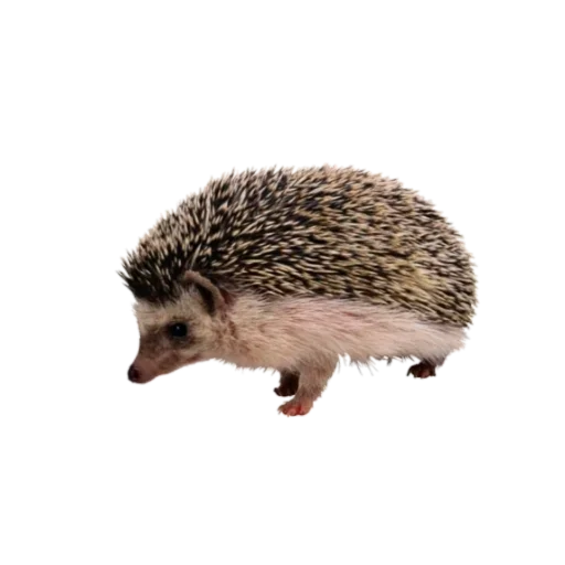 Sticker @iwotrops /`🥕; «🐜».,🧹::🥧”/ :: @fStikBot - 3