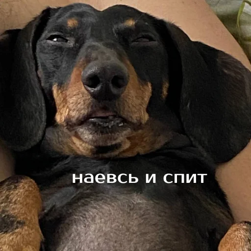 Стикер izbaanimals - 1