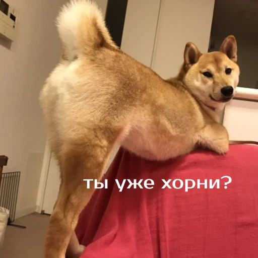 Стикер izbaanimals - 1